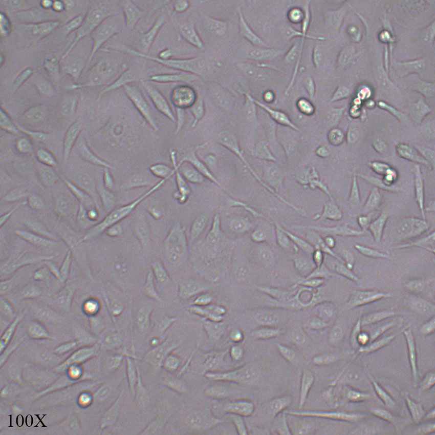 PC3 人前列腺癌细胞