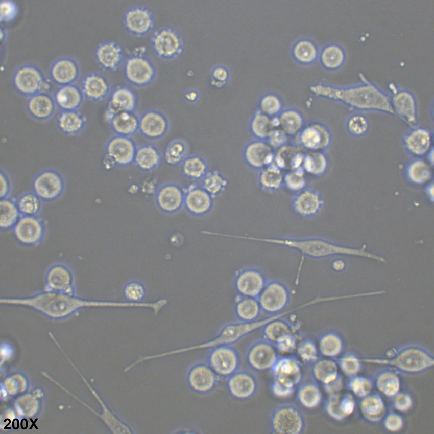 SK-MEL-1 人皮肤黑色素瘤细胞