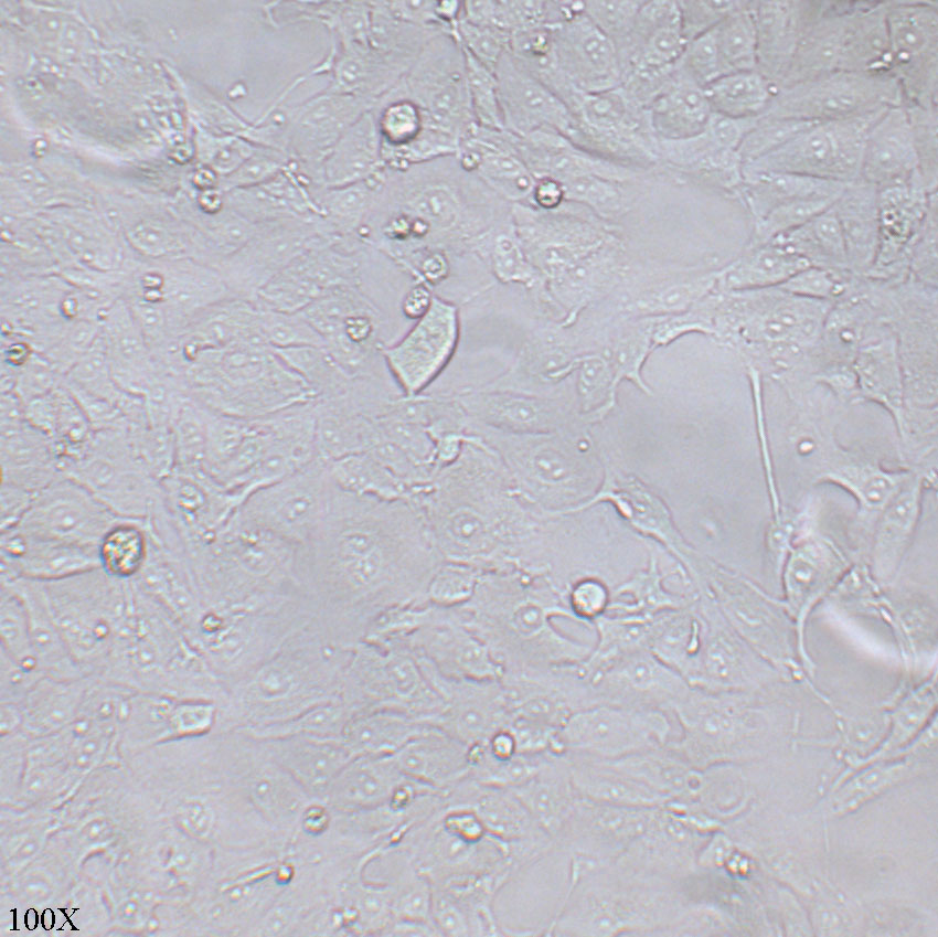 769-P 人肾癌细胞