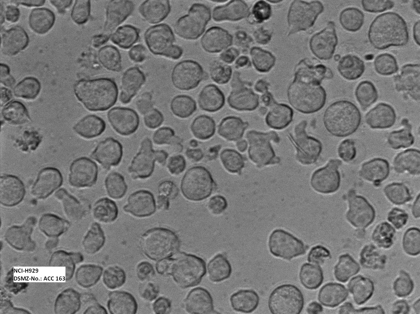 NCI-H929 人骨髓瘤细胞