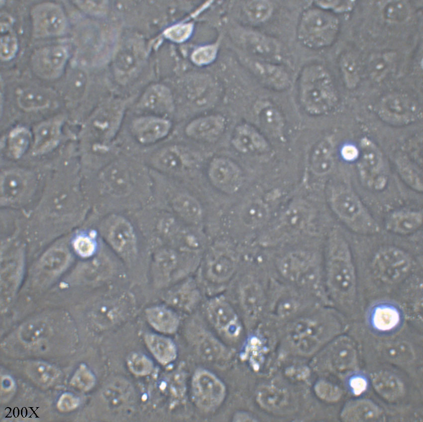 HK-2 人肾皮质近曲小管上皮细胞