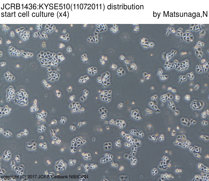Kyse-510 人食管癌细胞