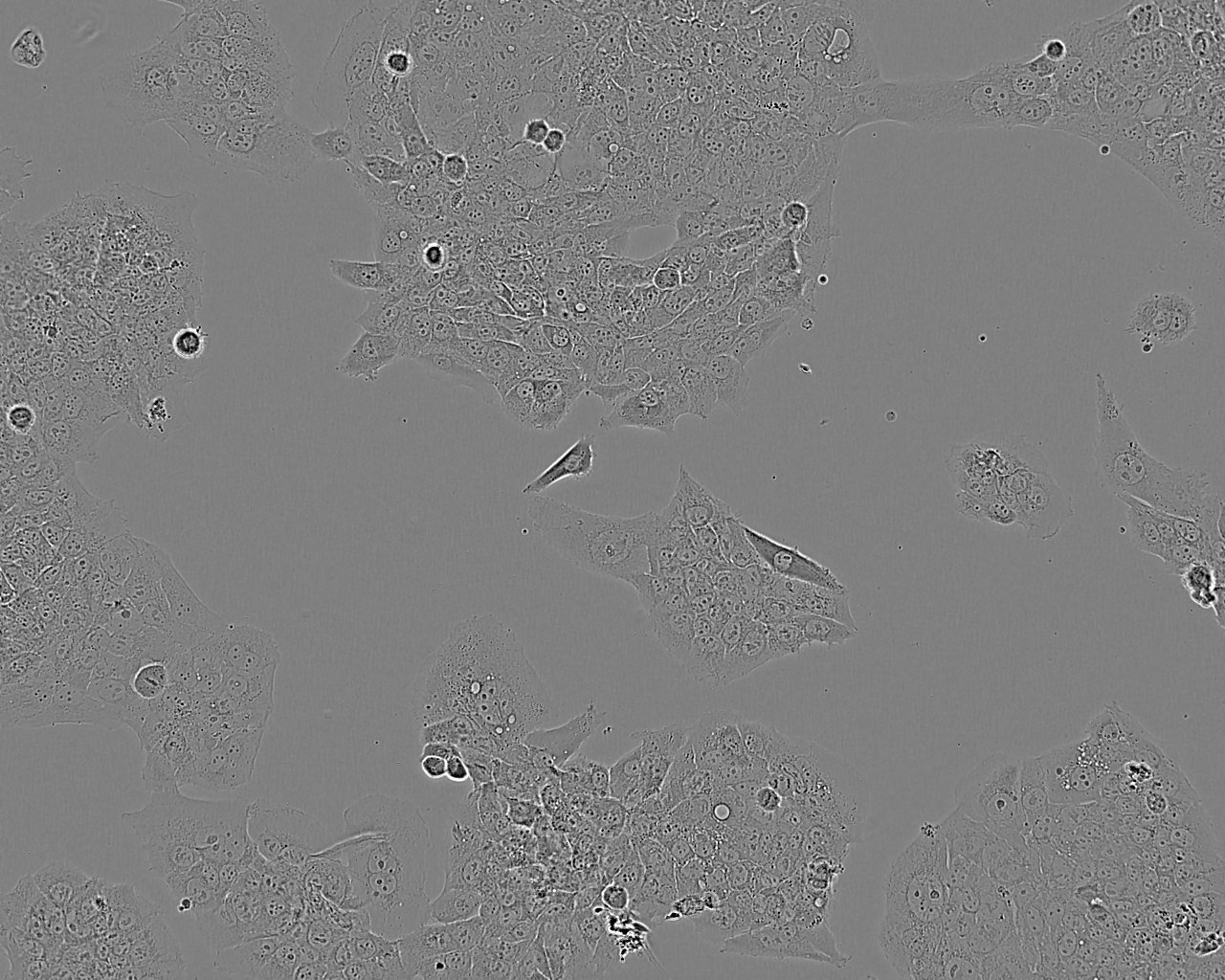 BeWo 人胎盘绒膜癌细胞