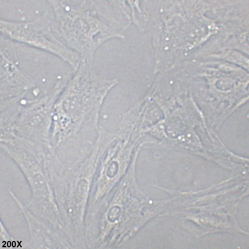 OP9 小鼠骨髓基质细胞