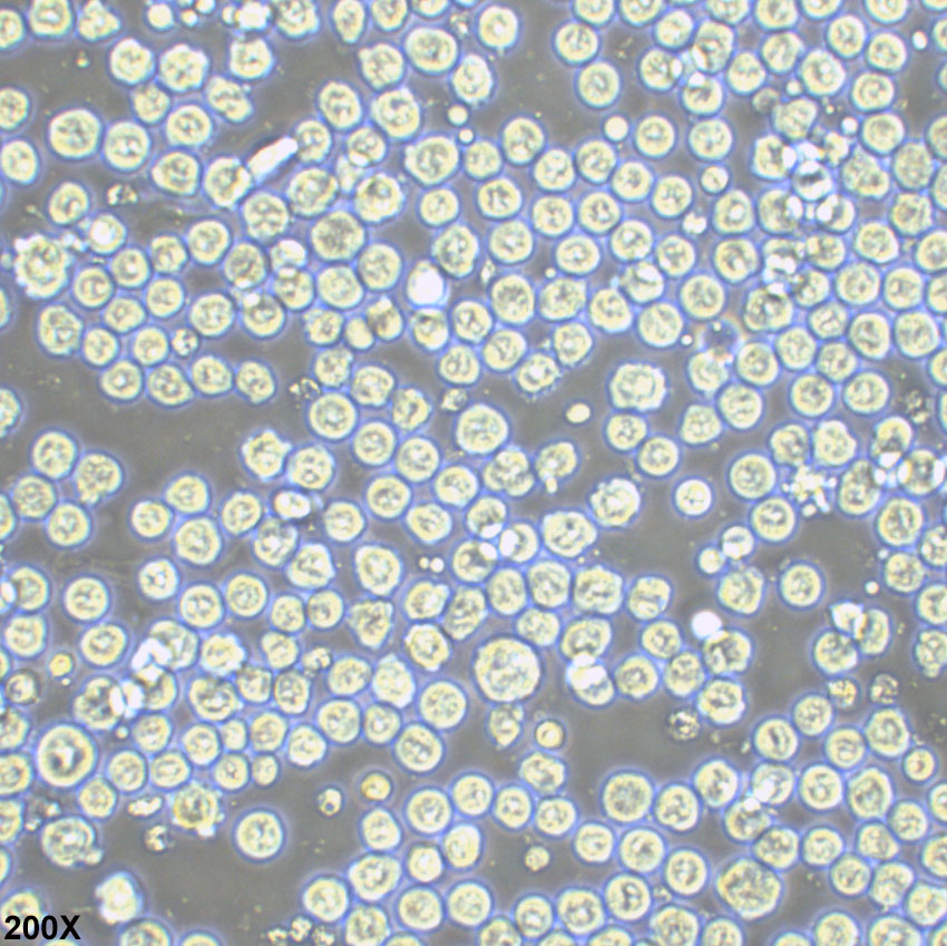 SP2/0-Ag14 小鼠骨髓瘤细胞