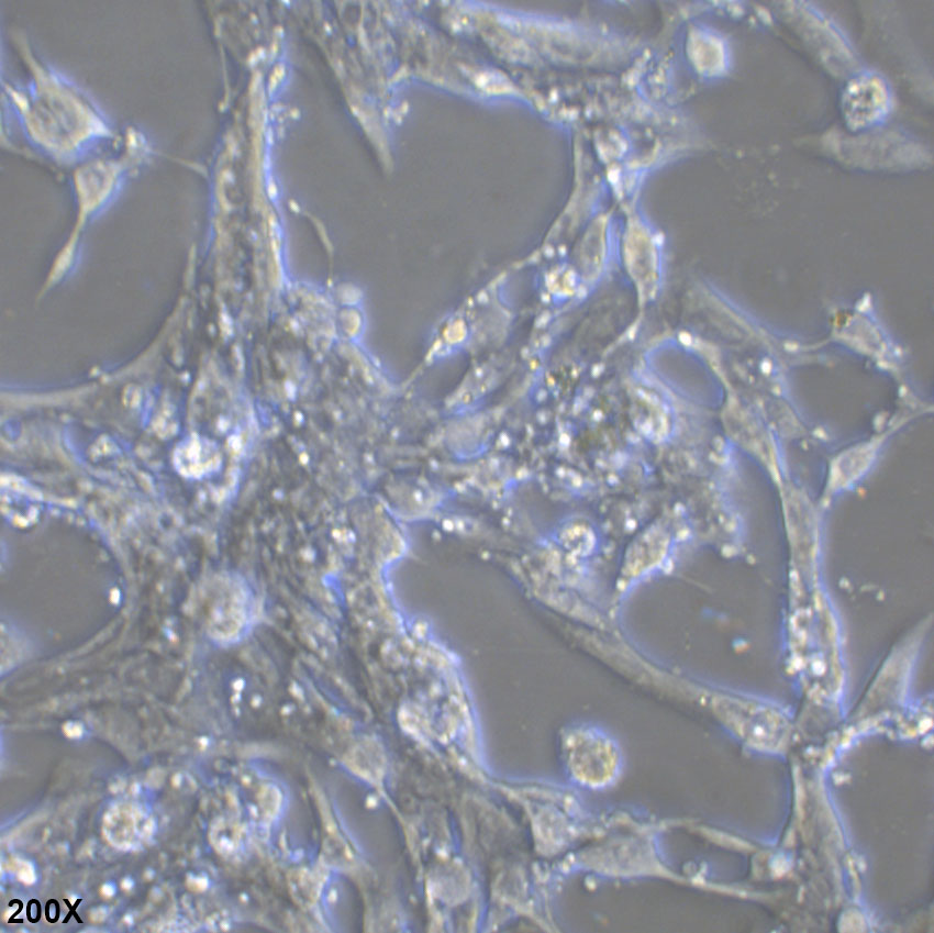 HL-1 小鼠心肌细胞