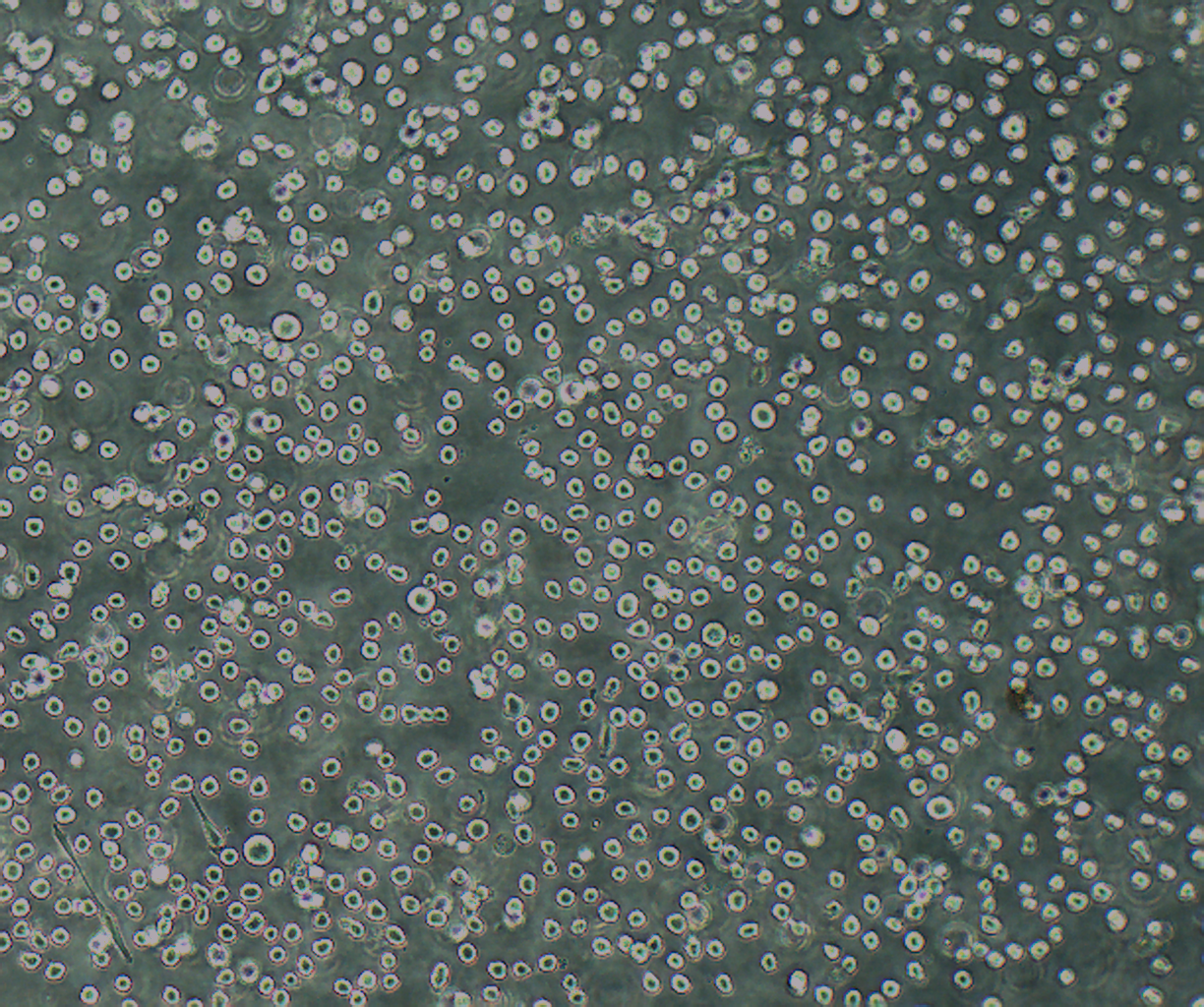 TF-1 人血液白血病细胞