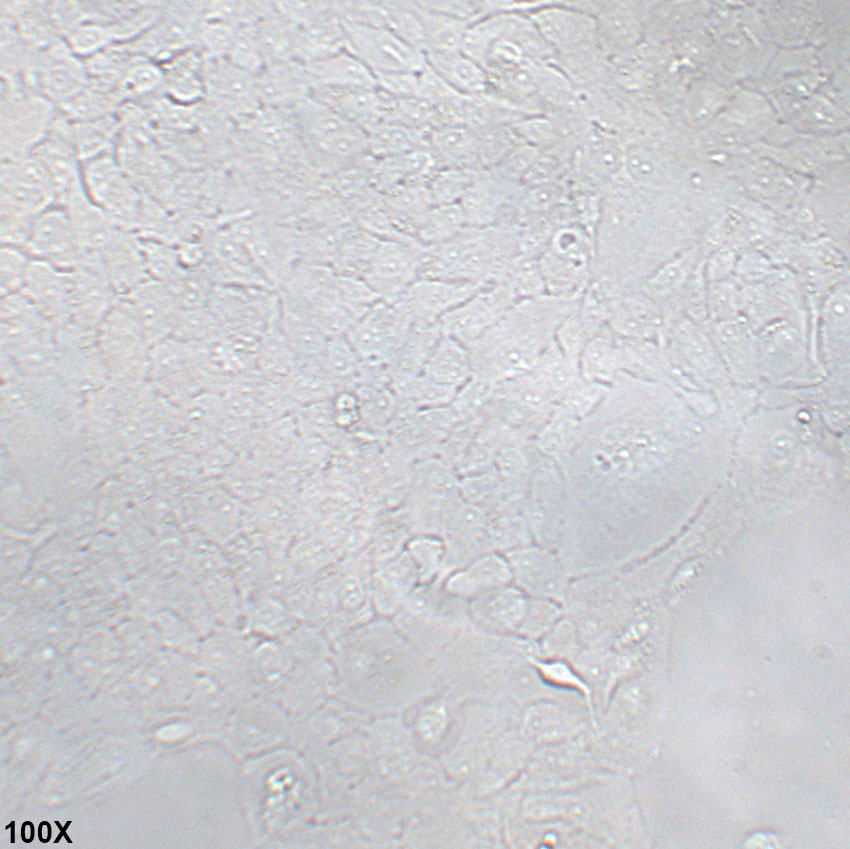 MCF-10A 人正常乳腺上皮细胞