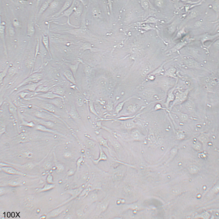 bEnd.3 小鼠脑内皮细胞