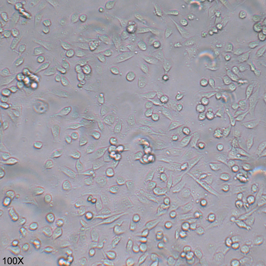 CAL-62 人甲状腺癌细胞（退行性）