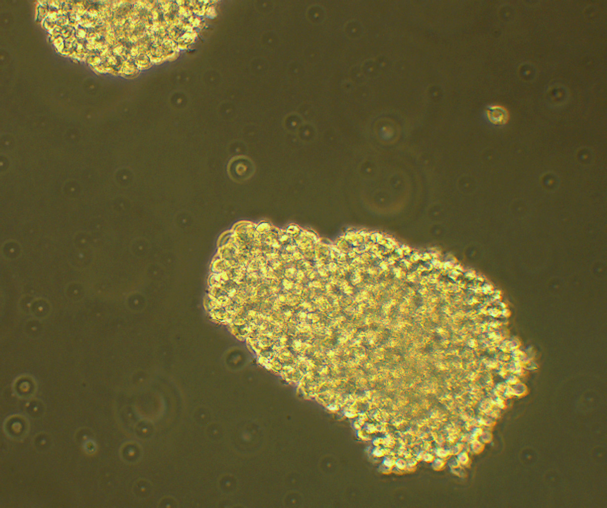C8166 人T细胞性白血病细胞