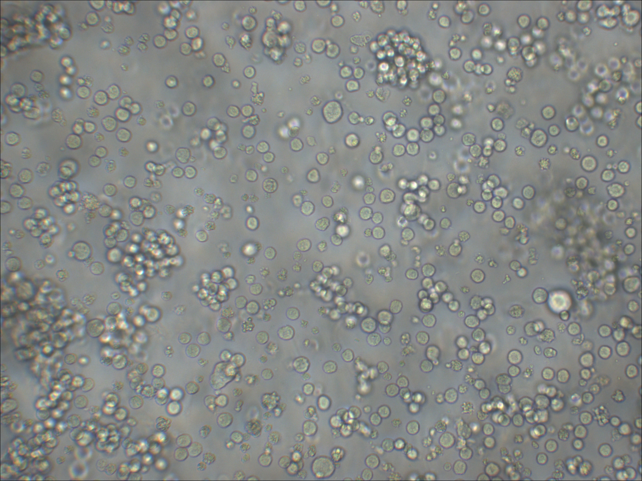 D341 Med 人髓母细胞瘤细胞