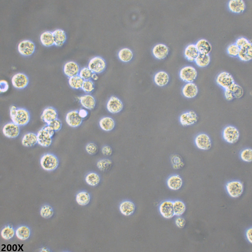 THP-1 人急性单核细胞白血病细胞