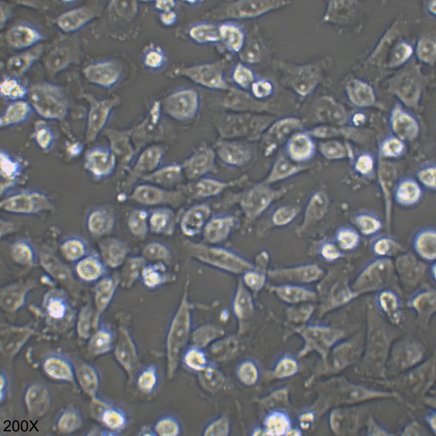 CAL-62 人甲状腺癌细胞（退行性）