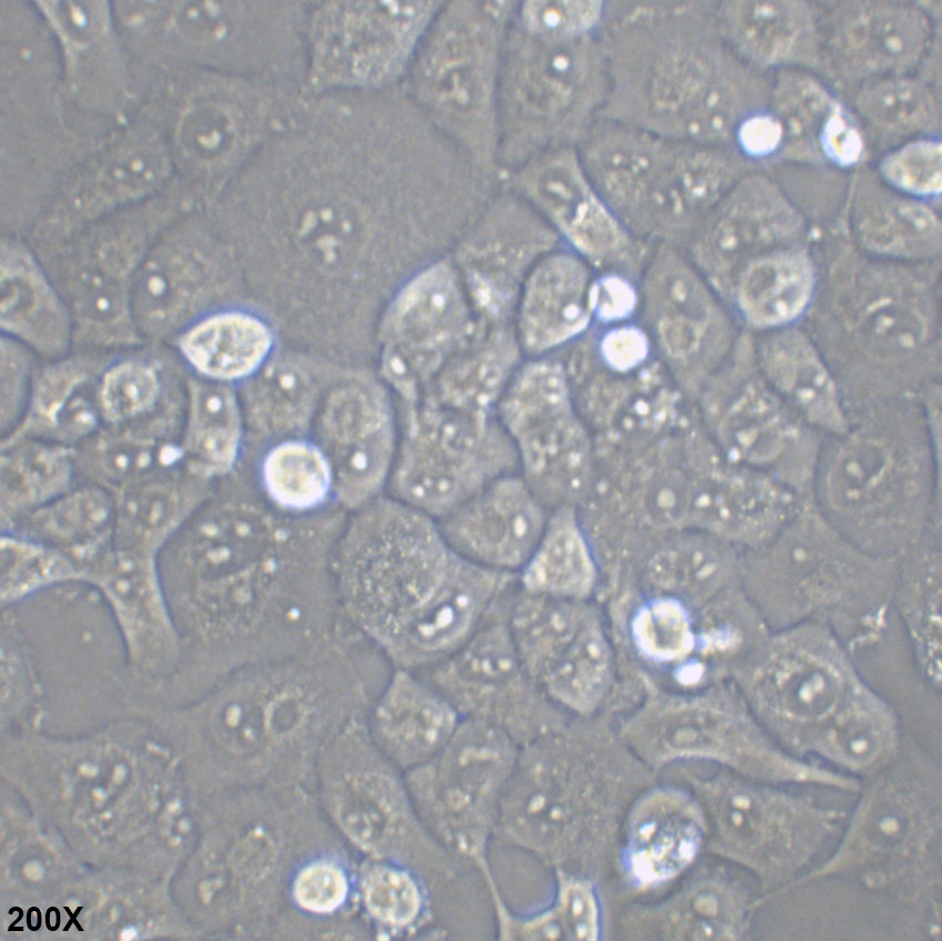 MIA PaCa-2 人胰腺癌细胞