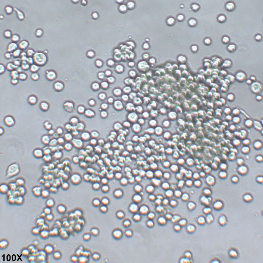 SF9 夜蛾卵巢细胞