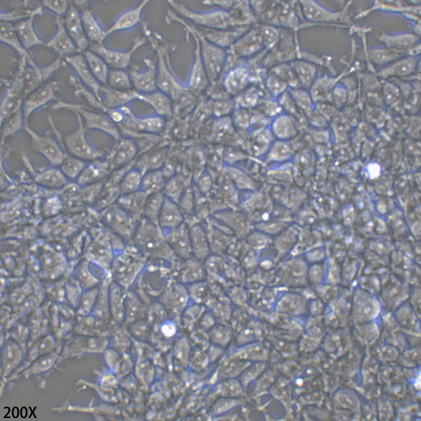 HEK-293 人胚肾细胞