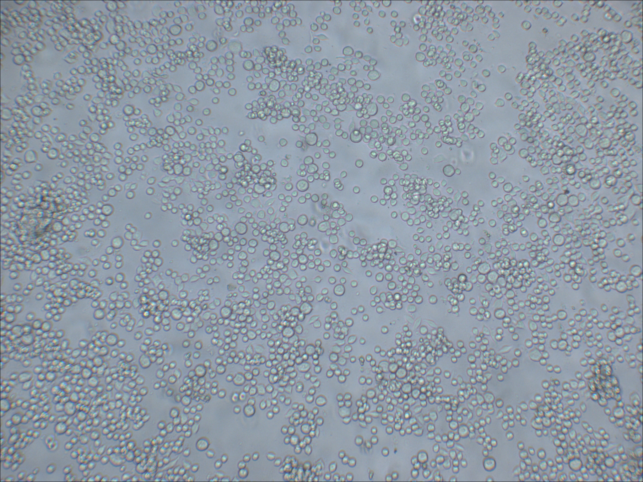 COLO 205 人结直肠腺癌细胞
