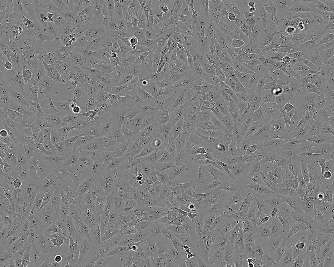 MG-63 人成骨肉瘤细胞