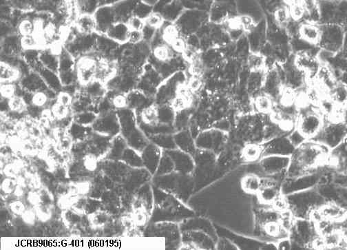 G-401 人肾癌Wilms细胞