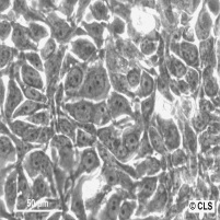 BT-20 人乳腺癌细胞
