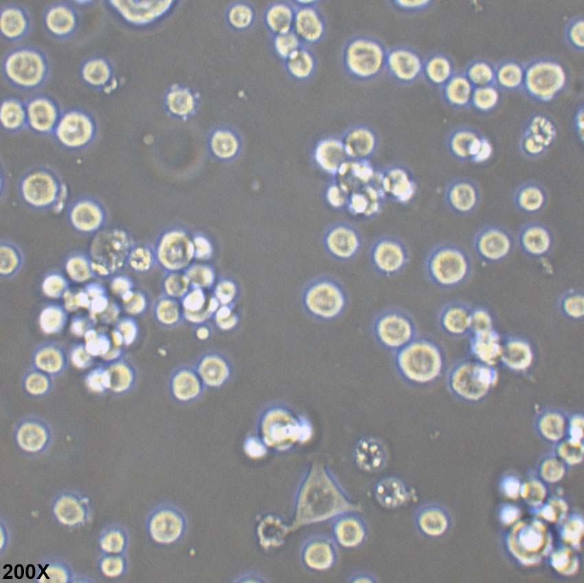 COLO 201 人结直肠腺癌细胞