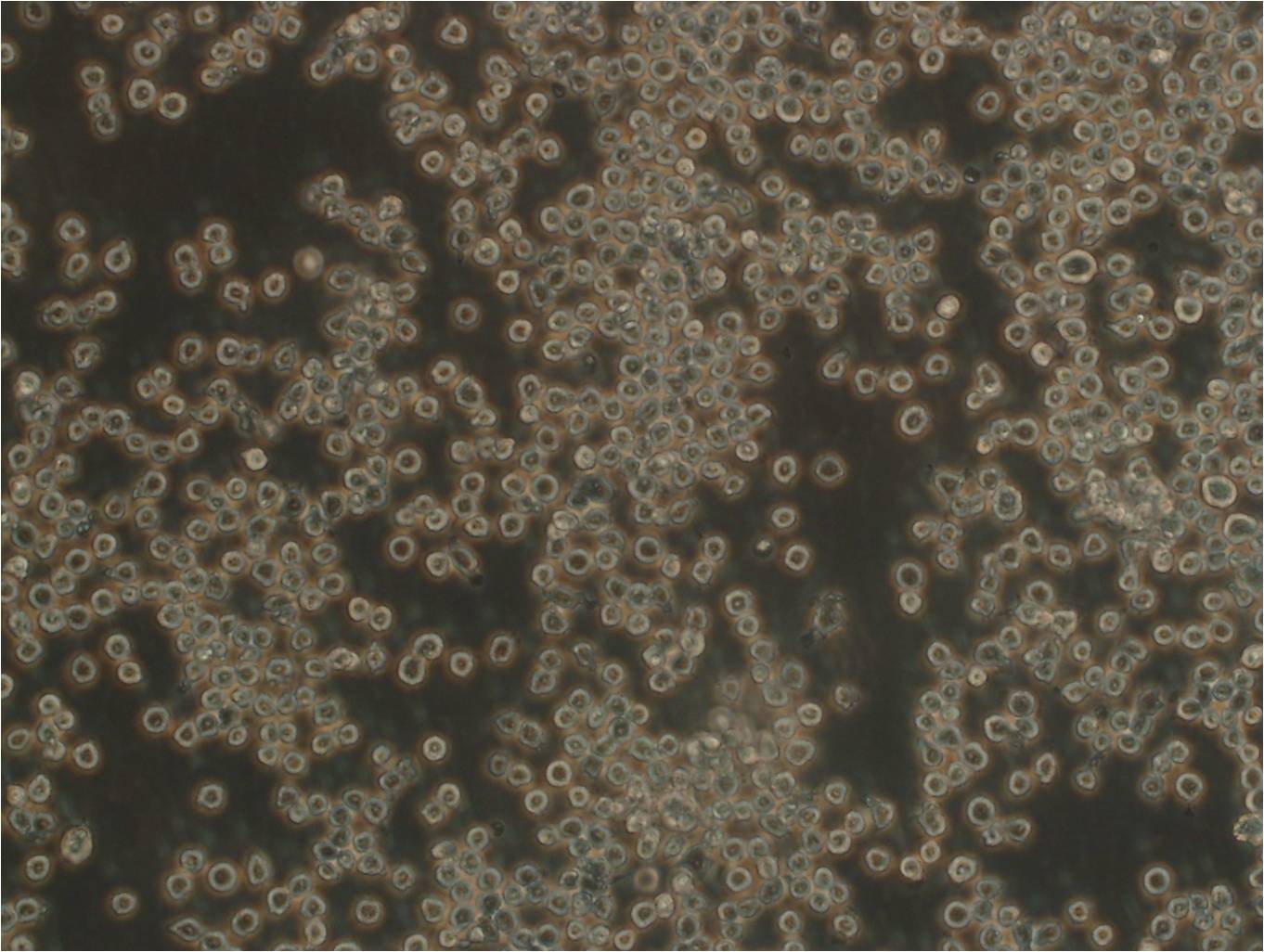 ana-1 小鼠巨噬细胞