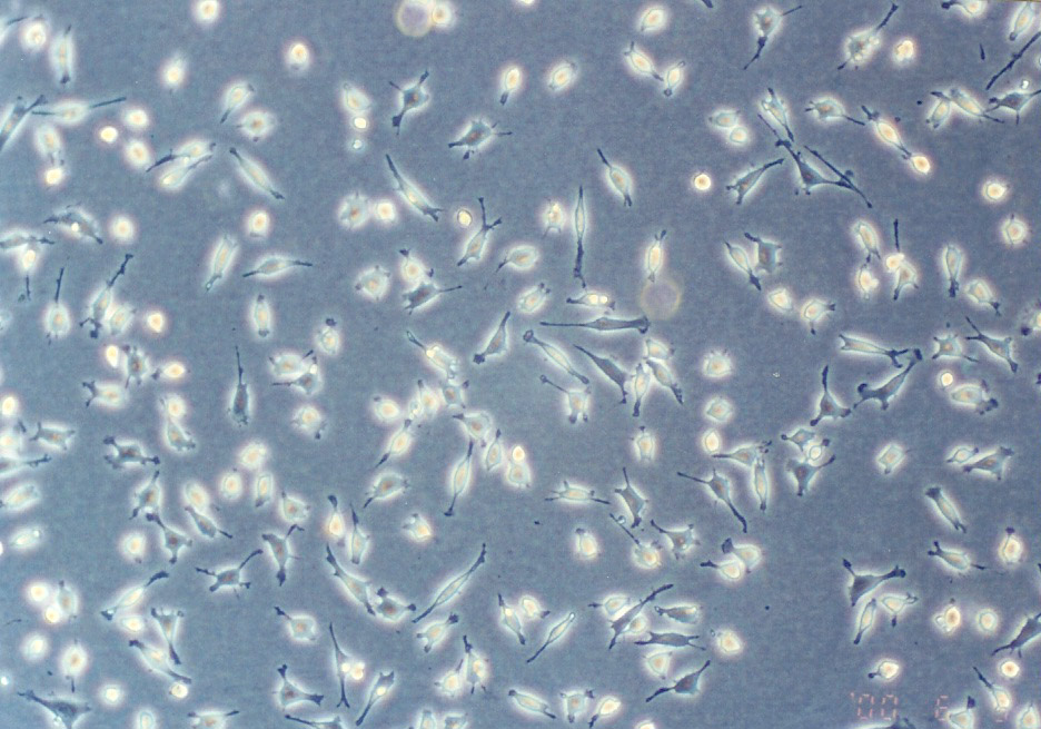 CCRF S-180 II 小鼠肉瘤细胞