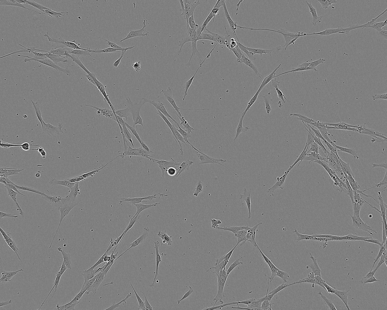 IMR-90 人胚肺成纤维细胞