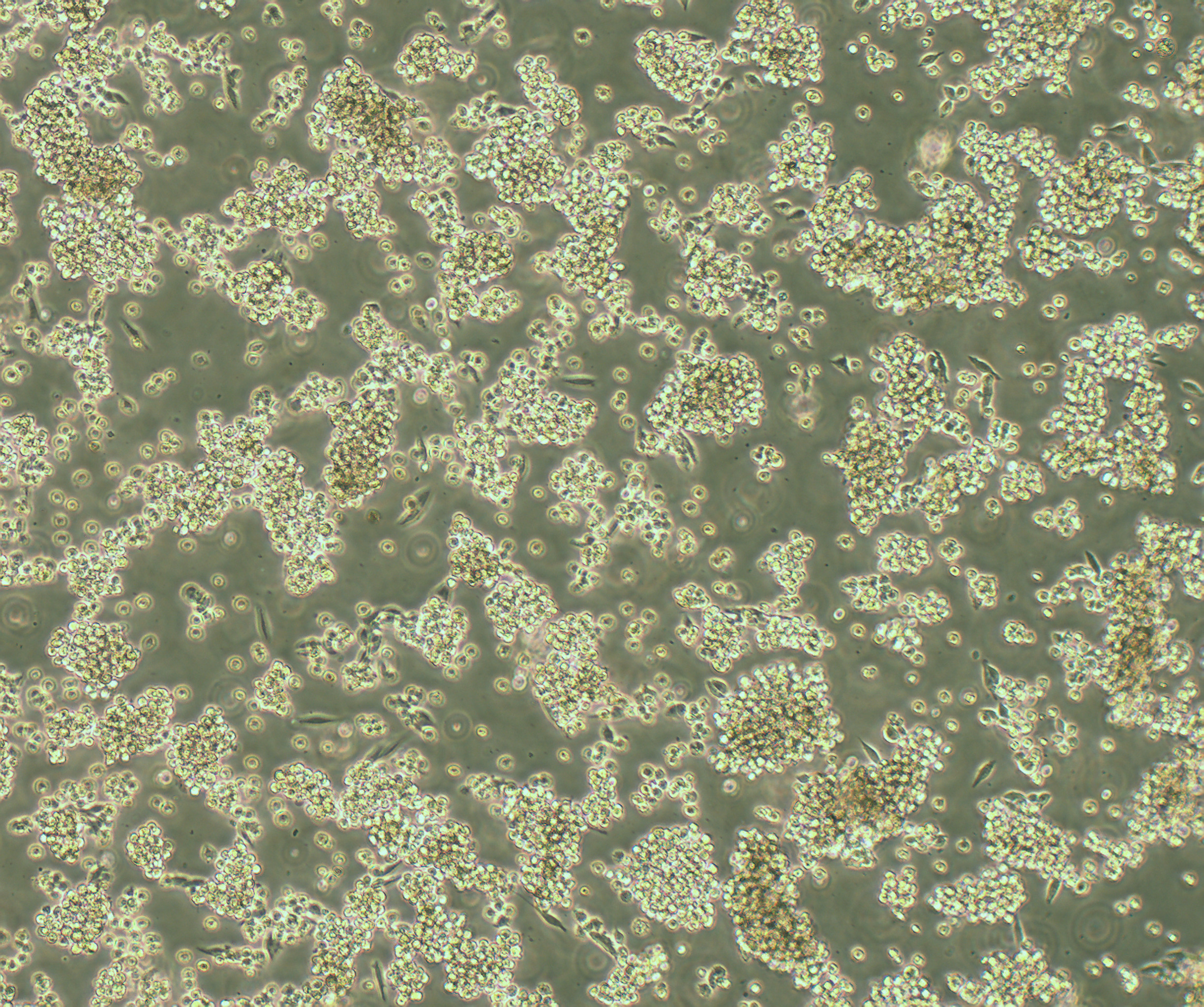 B95-8 EBV转化棉顶狨淋巴细胞