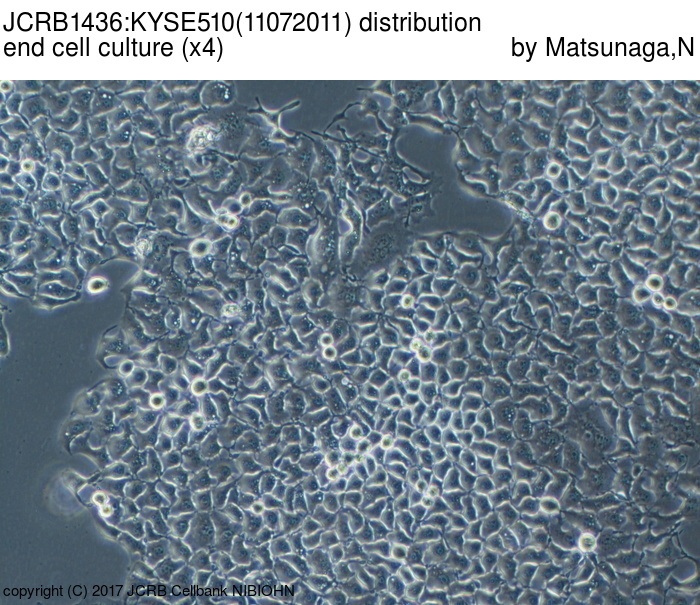 Kyse-510 人食管癌细胞
