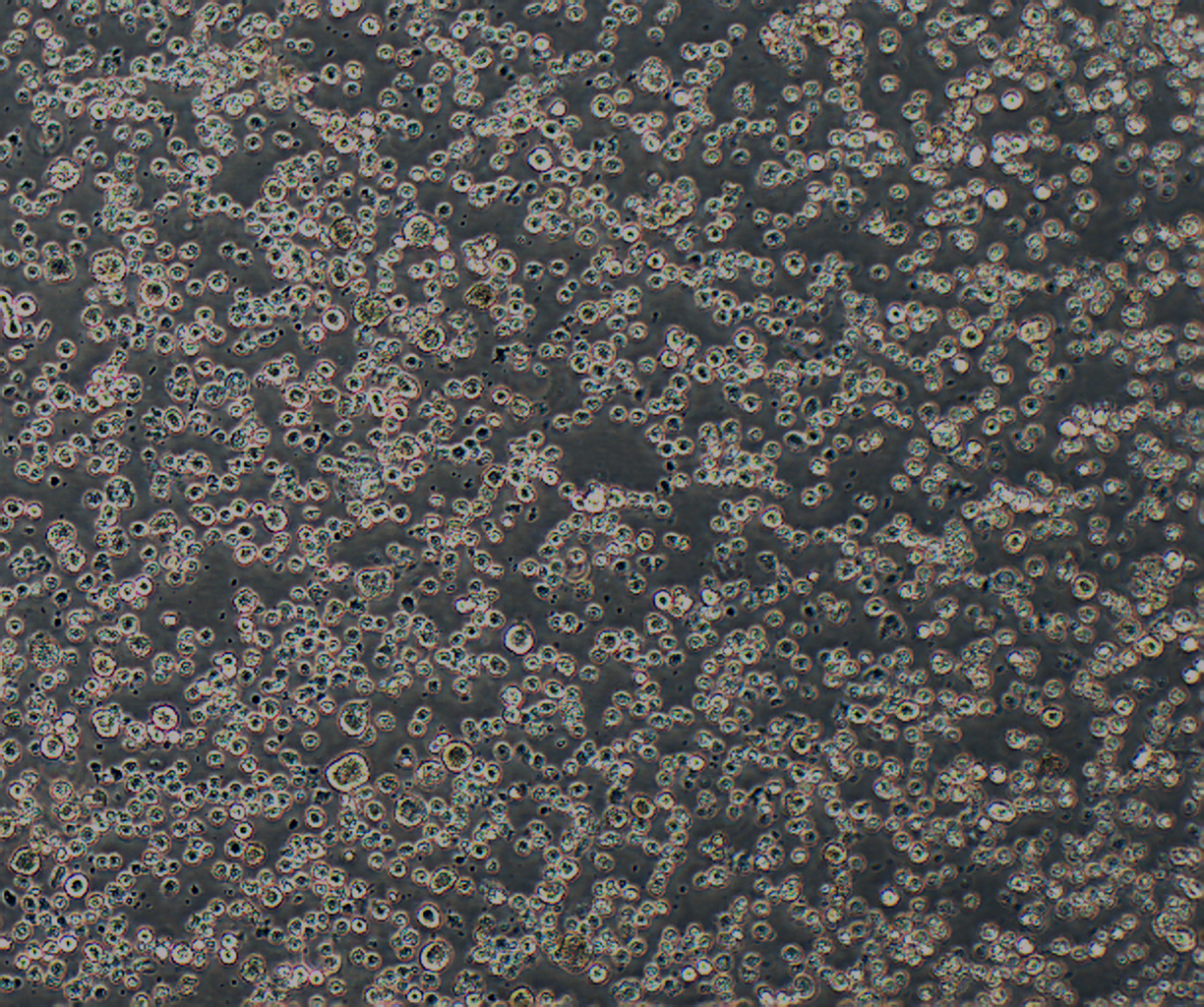 KATO III 人胃癌细胞