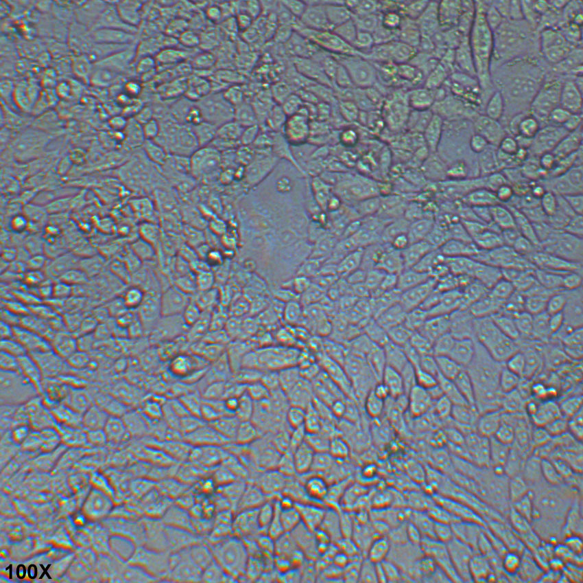 Renca 小鼠肾癌细胞