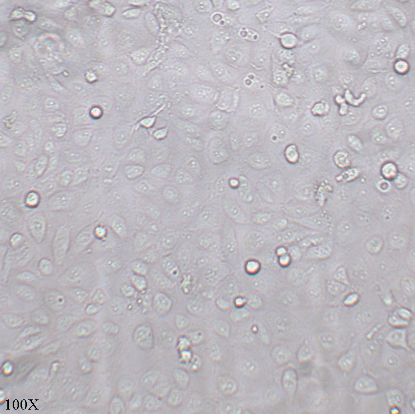 HK-2 人肾皮质近曲小管上皮细胞