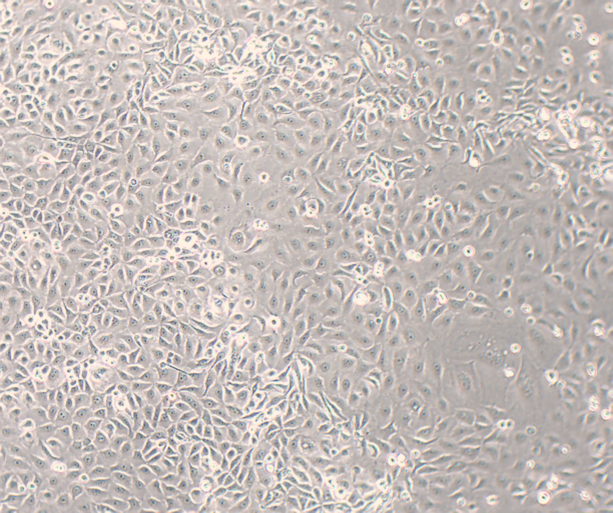 RWPE-1 人正常前列腺上皮细胞