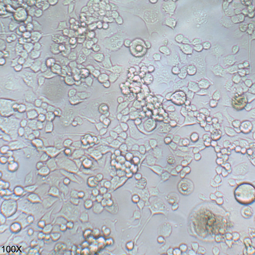 Neuro-2a 小鼠神经母细胞瘤细胞