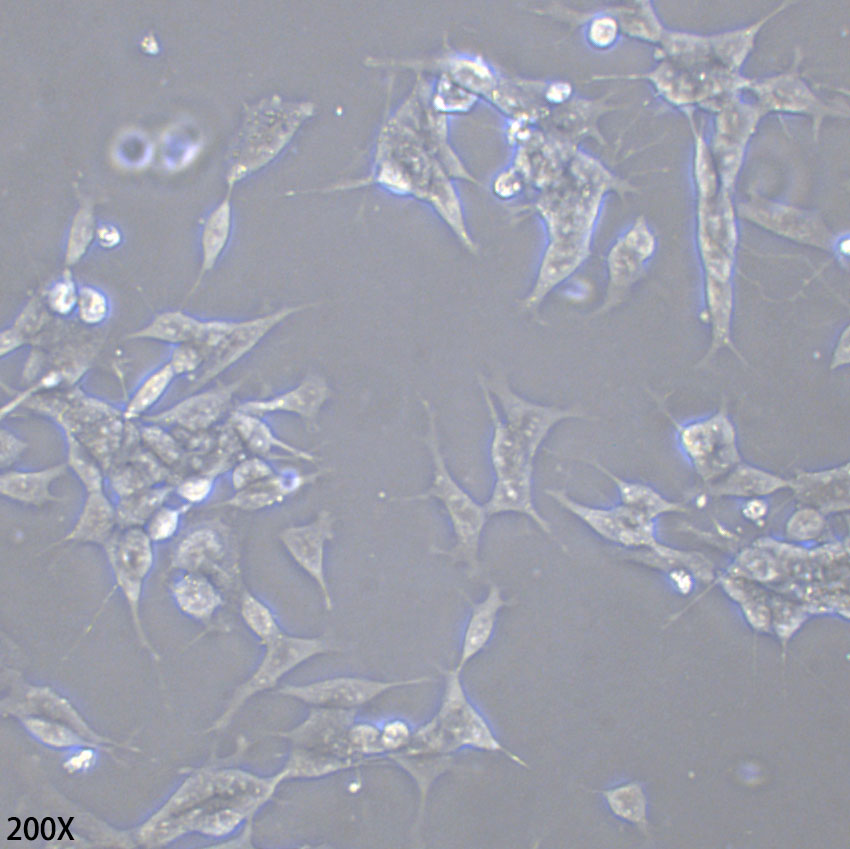 SH-SY5Y 人神经母细胞瘤细胞