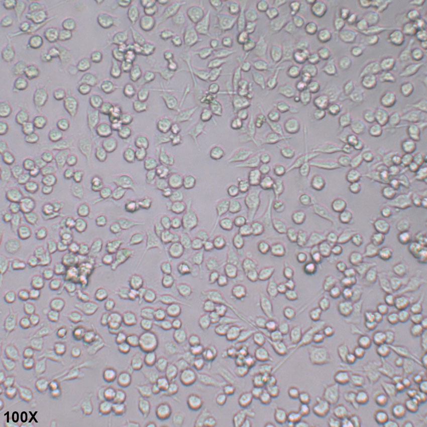 BV2 小鼠小胶质细胞