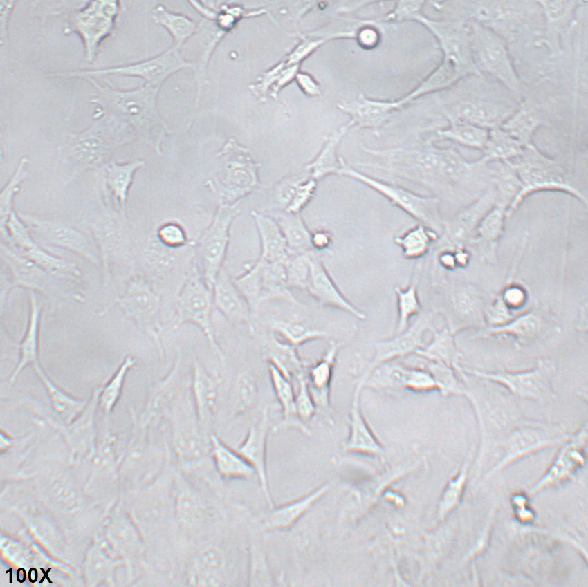 3T3-L1 小鼠胚胎成纤维细胞