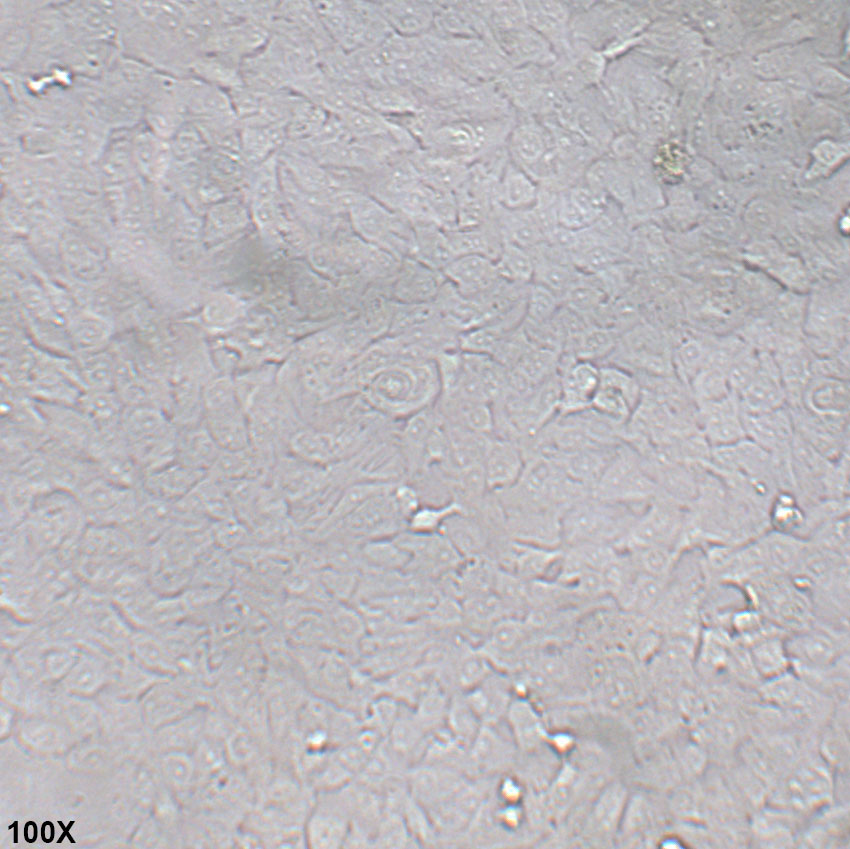 SK-MES-1 人肺鳞癌细胞