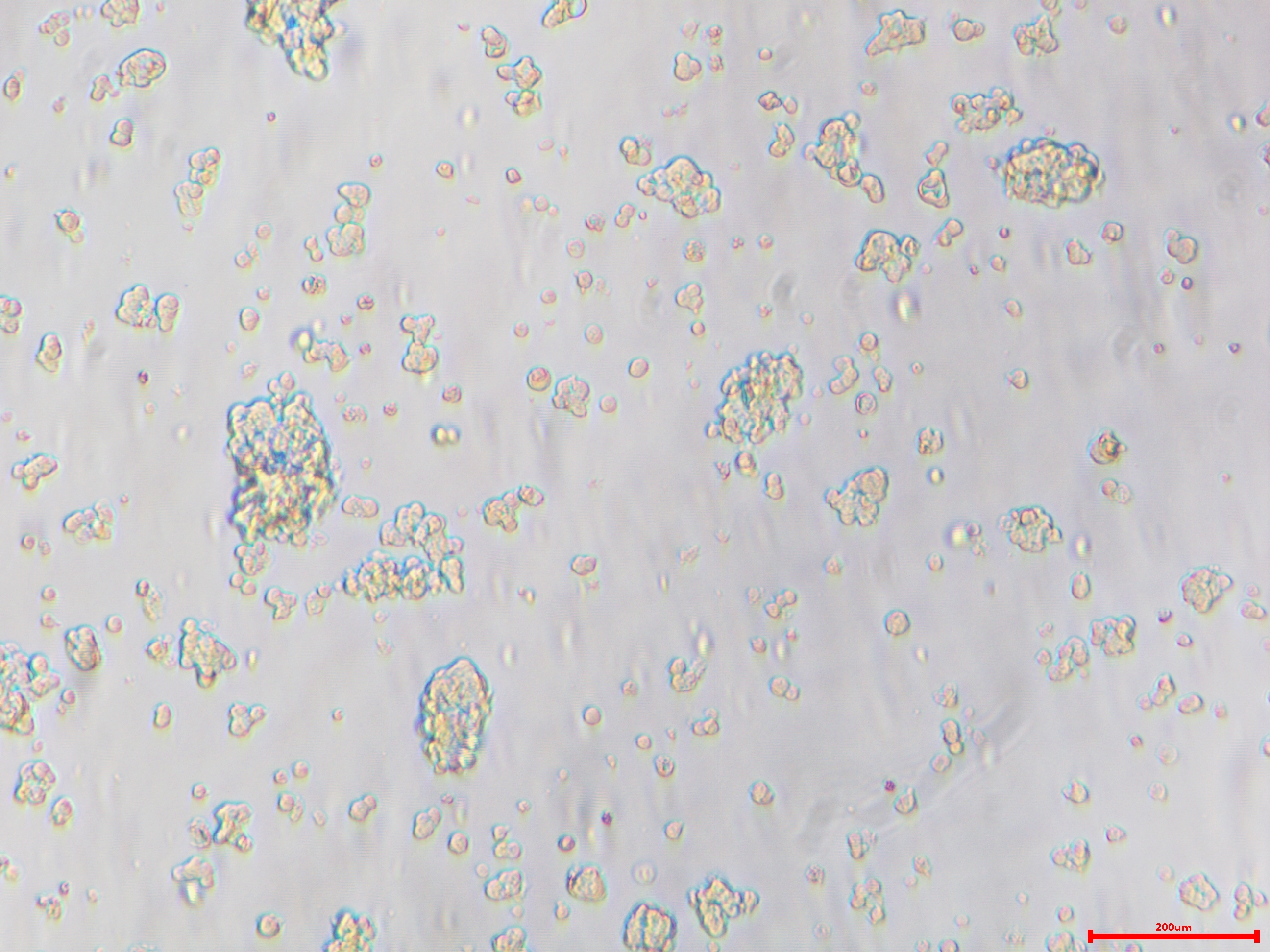 AtT-20 小鼠垂体瘤细胞