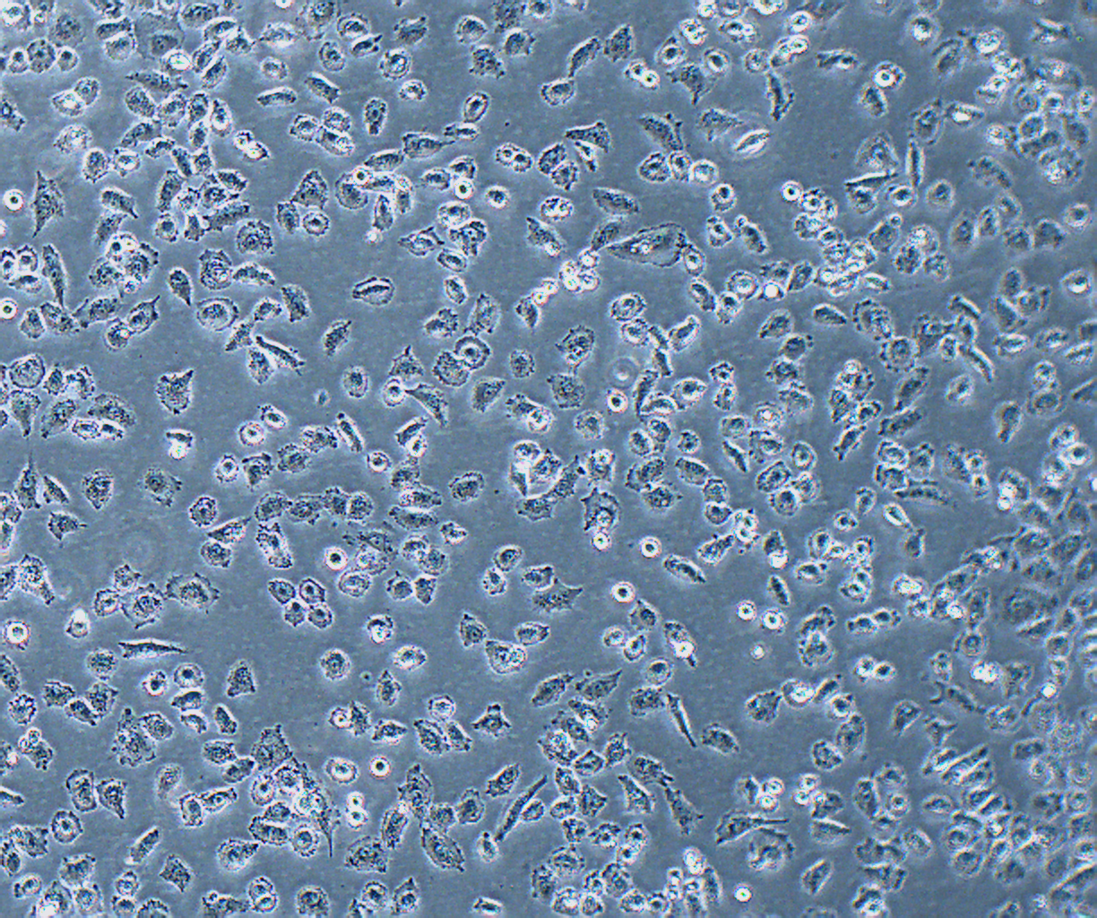 NCI-H838 人肺癌细胞