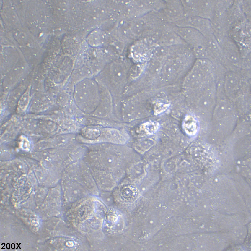 SCC-9 人舌鳞癌细胞