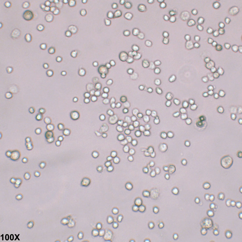 J774A.1 小鼠腹水单核细胞瘤细胞