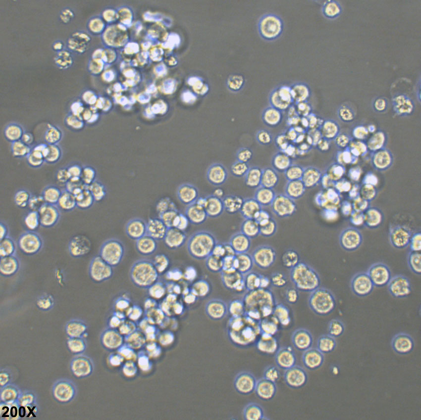 MEL 小鼠红白血病细胞