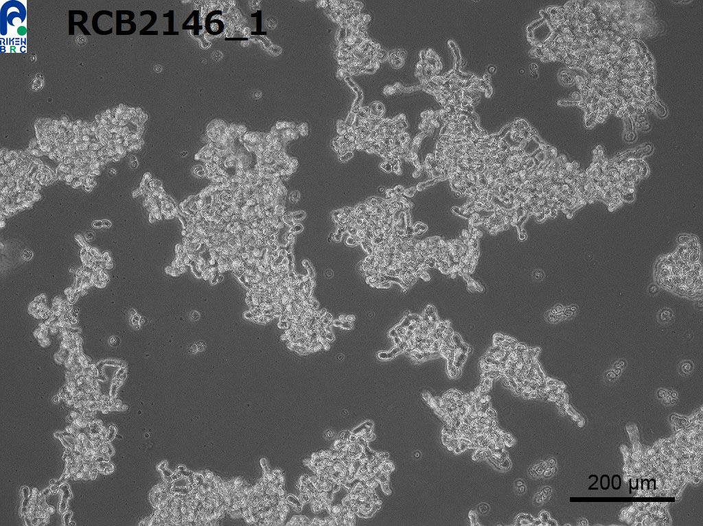 WERI-Rb-1 人视网膜神经胶质瘤细胞