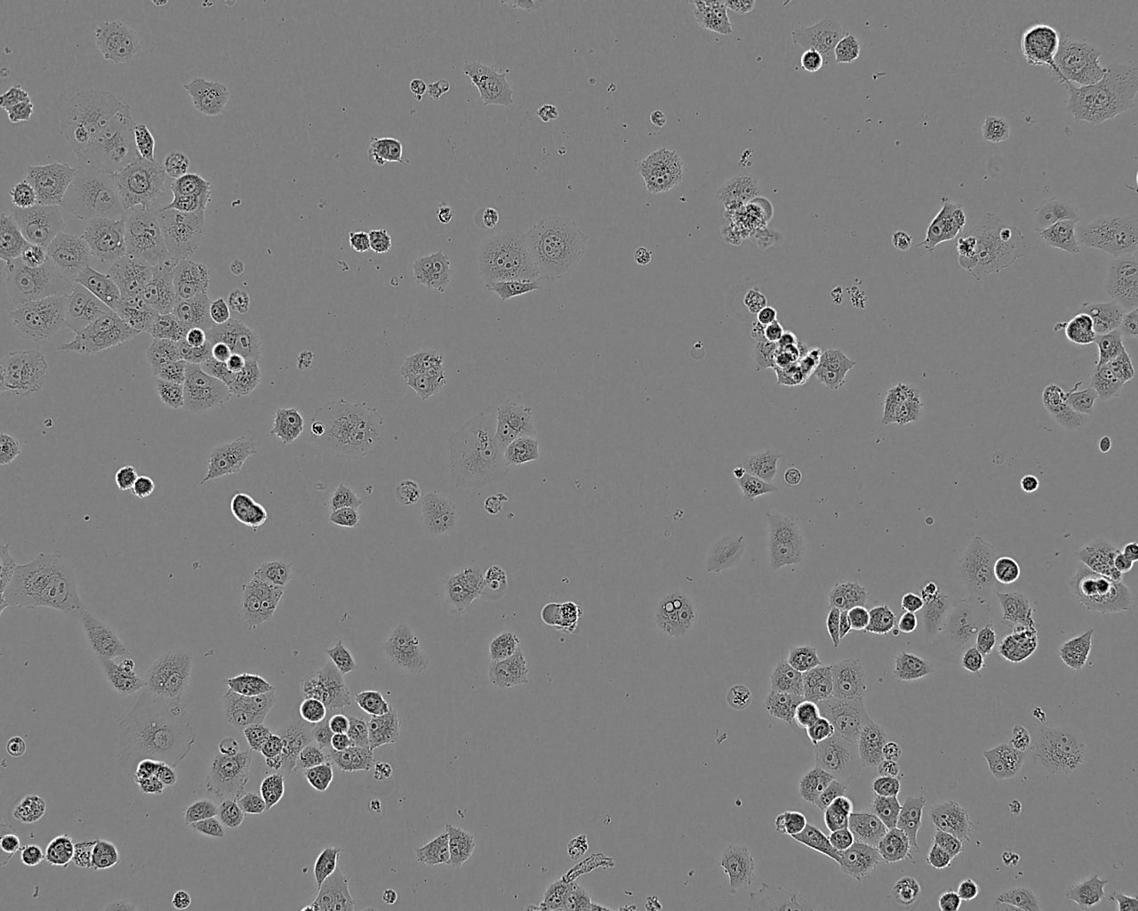 Panc-1 人胰腺癌细胞（未分化）