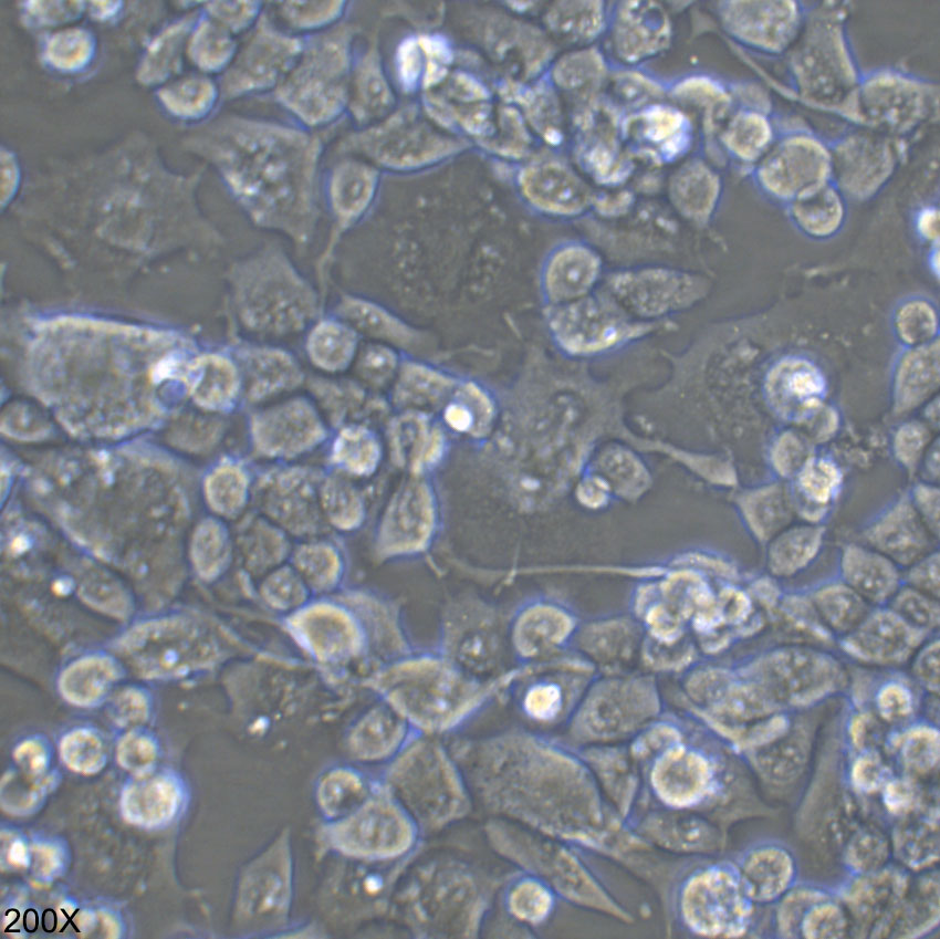 Neuro-2a 小鼠神经母细胞瘤细胞