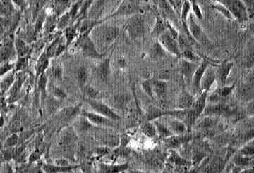 C3H/10T1/2 clone 8 小鼠胚胎成纤维细胞