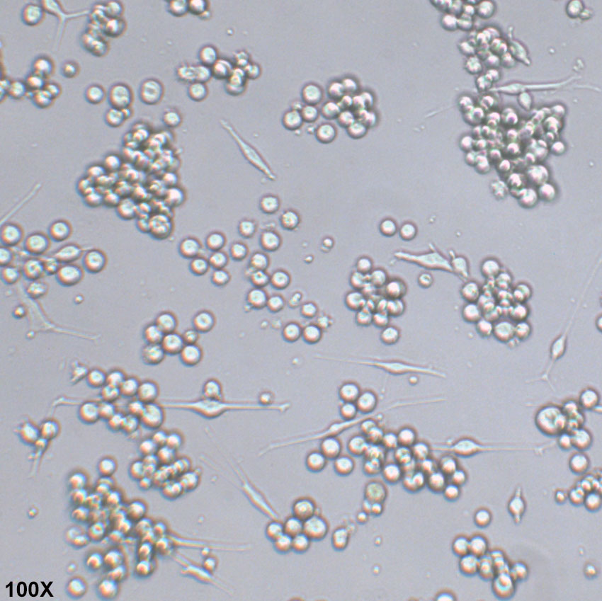 SK-MEL-1 人皮肤黑色素瘤细胞
